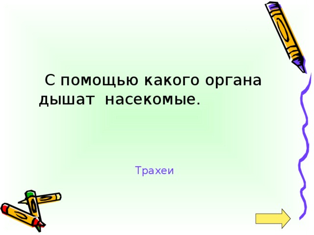 С помощью какого органа дышат насекомые. Трахеи