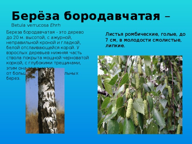 Берёза бородавчатая –  Betula verrucosa Ehrh Береза бородавчатая - это дерево до 20 м. высотой, с ажурной, неправильной кроной и гладкой, белой отслаивающейся корой. У взрослых деревьев нижняя часть ствола покрыта мощной черноватой коркой, с глубокими трещинами, этим она отличается от большинства белоствольных берез. Листья ромбические, голые, до 7 см, в молодости смолистые, липкие.        