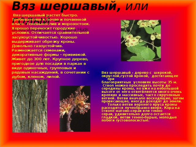 Вяз шершавый, или голый –  Ulmus scabra Mill. = U. glabra Huds.   Вяз шершавый растет быстро. Требователен к почве и почвенной влаге. Теневынослив и морозостоек. Хорошо переносит городские условия. Отличается сравнительной засухоустойчивостью. Хорошо выдерживает обрезку кроны. Довольно газоустойчив. Размножается семенами, декоративные формы - прививкой. Живет до 300 лет. Крупное дерево, пригодное для посадки в парках в виде одиночных, групповых и рядовых насаждений, в сочетании с дубом, кленом, липой. Вяз шершавый - дерево с широкой, округлой,густой кроной, достигающее при благоприятных условиях высоты 35 м.        Ствол можно проследить почти до середины кроны, но уже на небольшой высоте от него ответвляется много очень крепких и массивных, часто скрученных ветвей. Ветви вначале восходящие, затем провисающие, иногда доходят до земли. Только ветви верхнего яруса кроны расходятся лучеобразно вверх. Кора на стволе матово-серая или темно серая, удивительно долго остается гладкой, ветви темно-бурые, молодые побеги г устоволосистые. 