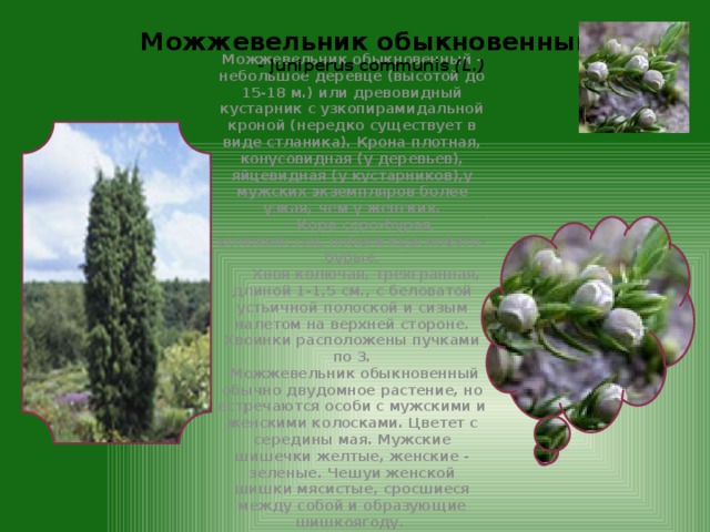 Можжевельник обыкновенный  - Juniperus communis (L.) Можжевельник обыкновенный - небольшое деревце (высотой до 15-18 м.) или древовидный кустарник с узкопирамидальной кроной (нередко существует в виде стланика). Крона плотная, конусовидная (у деревьев), яйцевидная (у кустарников),у мужских экземпляров более узкая, чем у женских.        Кора серо-бурая, волокнистая, побеги красновато-бурые.        Хвоя колючая, трехгранная, длиной 1-1,5 см., с беловатой устьичной полоской и сизым налетом на верхней стороне. Хвоинки расположены пучками по 3.  Можжевельник обыкновенный обычно двудомное растение, но встречаются особи с мужскими и женскими колосками. Цветет с середины мая. Мужские шишечки желтые, женские - зеленые. Чешуи женской шишки мясистые, сросшиеся между собой и образующие шишкоягоду. 