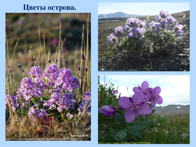Цветы острова.  