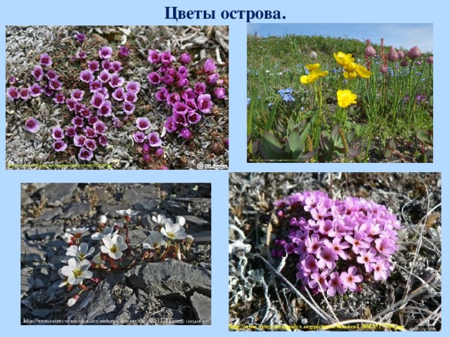Цветы острова.  