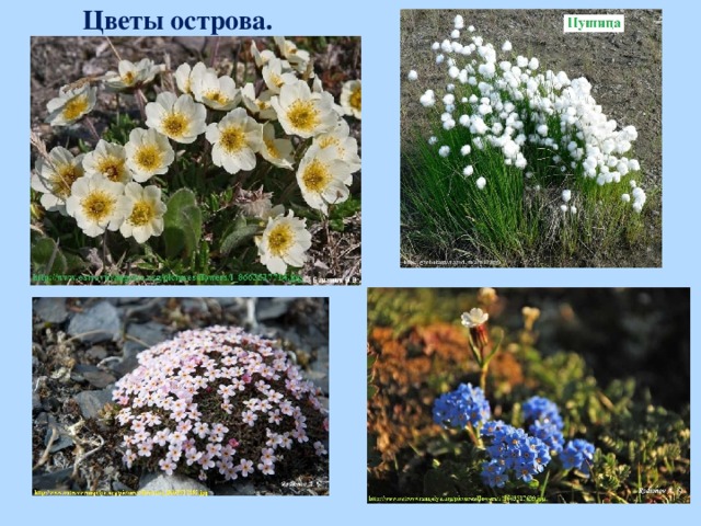 Цветы острова.  