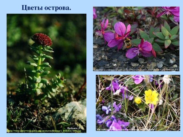 Цветы острова.  