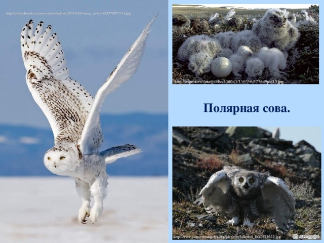Полярная сова.  