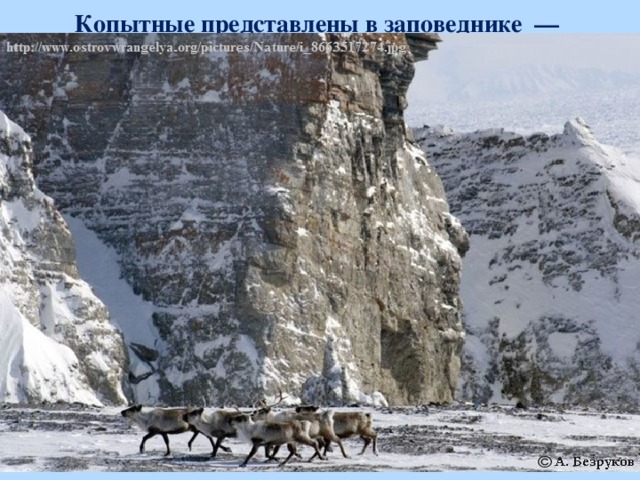 Копытные представлены в заповеднике  — северным оленем.  