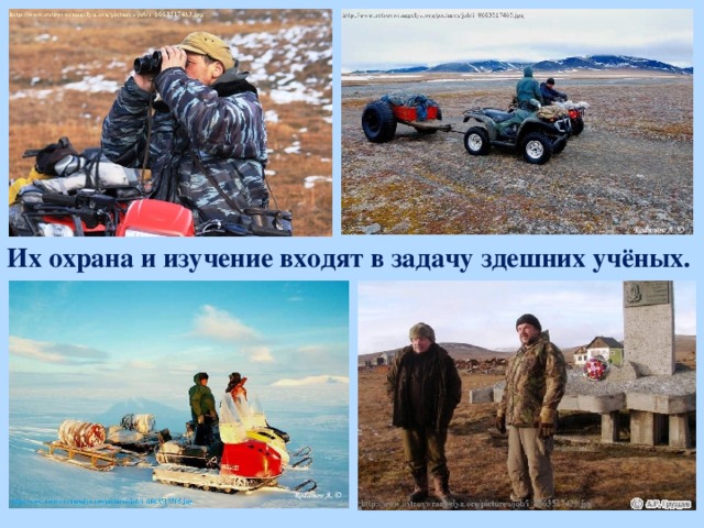 Их охрана и изучение входят в задачу здешних учёных.   