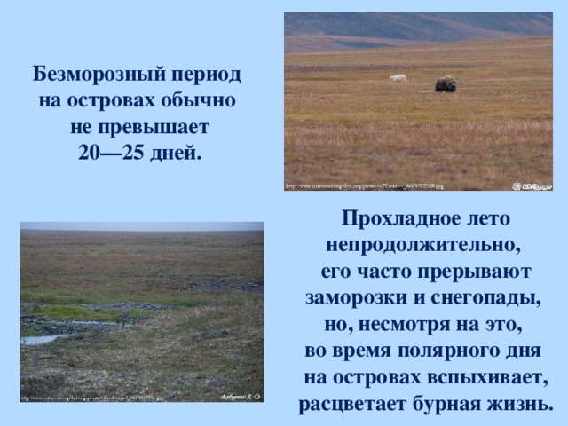 Безморозный период  на островах обычно не превышает 20—25 дней. Прохладное лето непродолжительно, его часто прерывают заморозки и снегопады, но, несмотря на это, во время полярного дня на островах вспыхивает, расцветает бурная жизнь.  