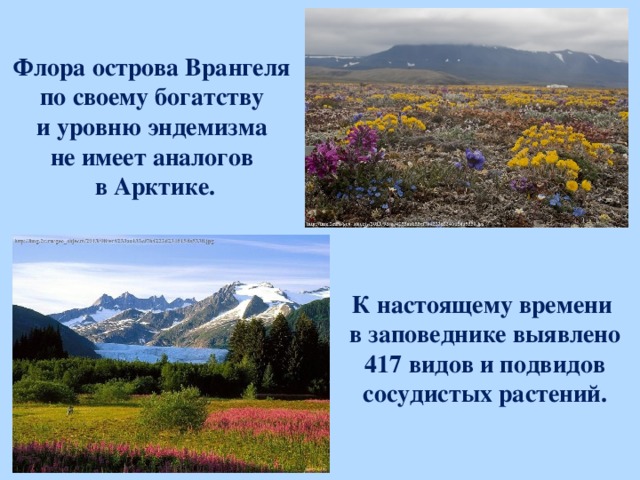 Флора острова Врангеля по своему богатству и уровню эндемизма  не имеет аналогов в Арктике. К настоящему времени в заповеднике выявлено 417 видов и подвидов сосудистых растений.  