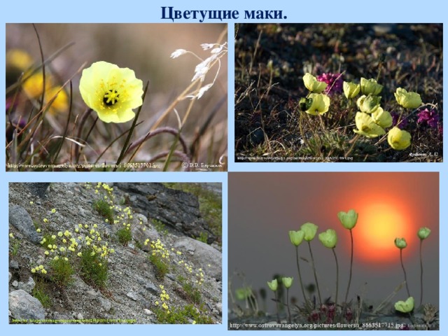 Цветущие маки.  