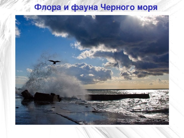 Флора и фауна Черного моря  