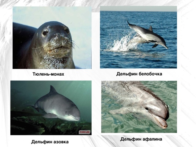 Дельфин белобочка Тюлень-монах Дельфин афалина Дельфин азовка  