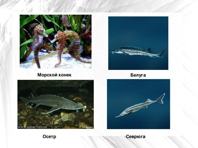 Морской конек Белуга Севрюга Осетр  