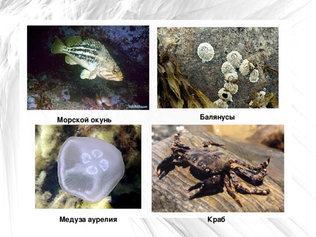 Балянусы Морской окунь Краб Медуза аурелия  