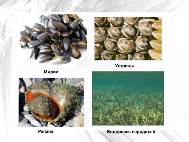 Устрицы Мидии Рапана Водоросль перидиней  