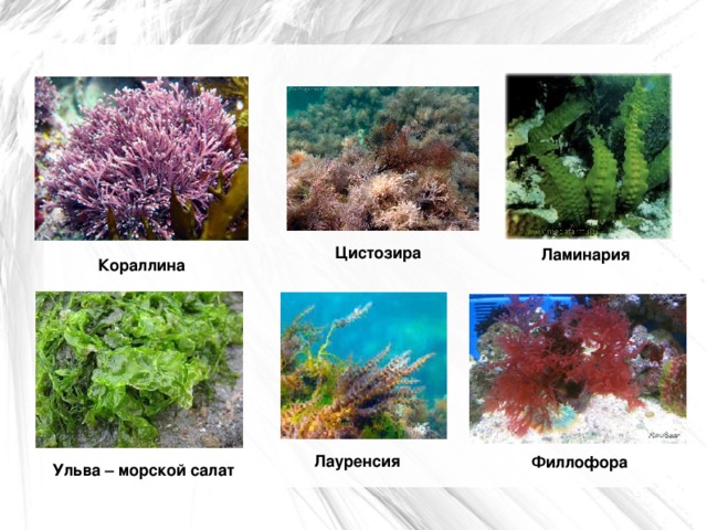 Цистозира Ламинария Кораллина Лауренсия Филлофора Ульва – морской салат  