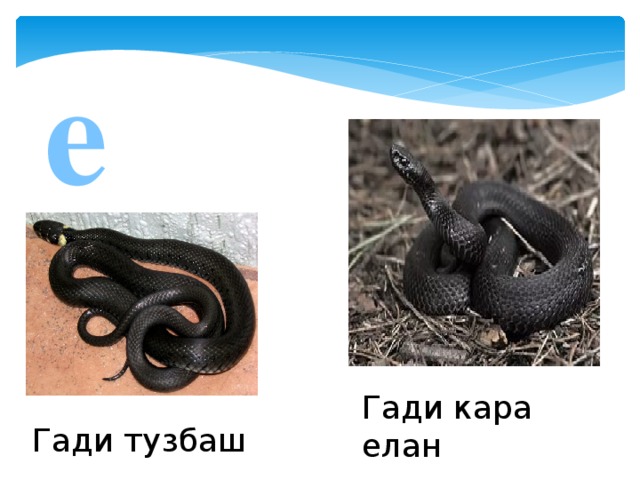 е Гади кара елан Гади тузбаш  