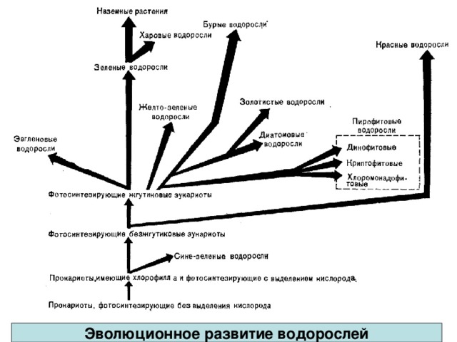 Эволюция водорослей Эволюционное развитие водорослей 