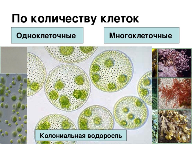 По количеству клеток  Одноклеточные Многоклеточные Колониальная водоросль 