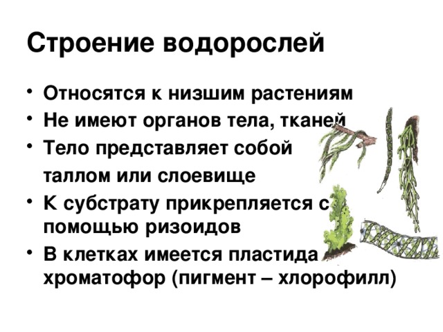 Строение водорослей Относятся к низшим растениям Не имеют органов тела, тканей Тело представляет собой  таллом или слоевище К субстрату прикрепляется с помощью ризоидов В клетках имеется пластида хроматофор (пигмент – хлорофилл) 