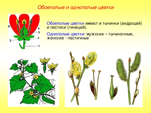 Обоеполые и однополые цветки Обоеполые цветки имеют и тычинки (андроцей) и пестики (гинецей). Однополые цветки : мужские – тычиночные, женские - пестичные 