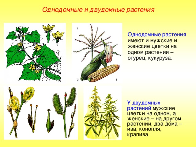 Однодомные и двудомные растения Однодомные растения имеют и мужские и женские цветки на одном растении – огурец, кукуруза. У двудомных растений мужские цветки на одном, а женские – на другом растении, два дома – ива, конопля, крапива 