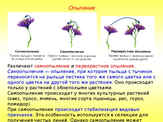 Опыление Различают самоопыление и перекрестное опыление . Самоопыление — опыление, при котором пыльца с тычинок переносится на рыльце пестика того же самого цветка или с одного цветка на другой того же растения. Оно происходит только у растений с обоеполыми цветками. Самоопыление происходит у многих культурных растений (овес, просо, ячмень, многие сорта пшеницы, рис, горох, помидор). При самоопылении происходит стабилизация видовых признаков . Эта особенность используется в селекции для получения чистых линий. Однако самоопыление может привести и к вырождению вида в результате возникновения явления депрессии. 