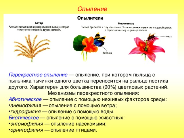 Опыление Перекрестное опыление — опыление, при котором пыльца с пыльника тычинки одного цветка переносится на рыльце пестика другого. Характерен для большинства (90%) цветковых растений. Механизмы перекрестного опыления: Абиотическое — опыление с помощью неживых факторов среды: анемофилия — опыление с помощью ветра; гидрофилия — опыление с помощью воды. Биотическое — опыление с помощью животных: энтомофилия — опыление насекомыми; орнитофилия — опыление птицами. 