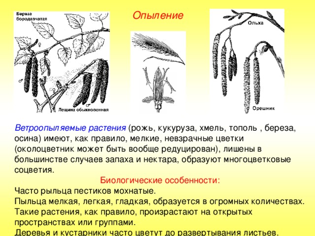 Опыление Ветроопыляемые растения (рожь, кукуруза, хмель, тополь , береза, осина) имеют, как правило, мелкие, невзрачные цветки (околоцветник может быть вообще редуцирован), лишены в большинстве случаев запаха и нектара, образуют многоцветковые соцветия. Биологические особенности: Часто рыльца пестиков мохнатые. Пыльца мелкая, легкая, гладкая, образуется в огромных количествах. Такие растения, как правило, произрастают на открытых пространствах или группами. Деревья и кустарники часто цветут до развертывания листьев. 