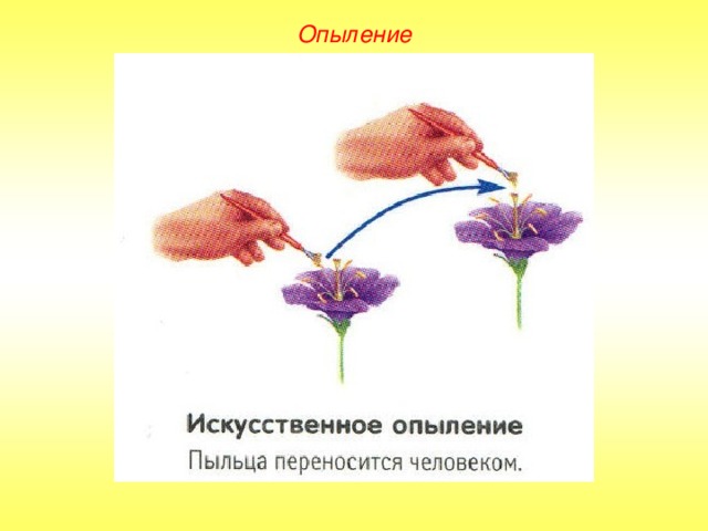 Опыление 