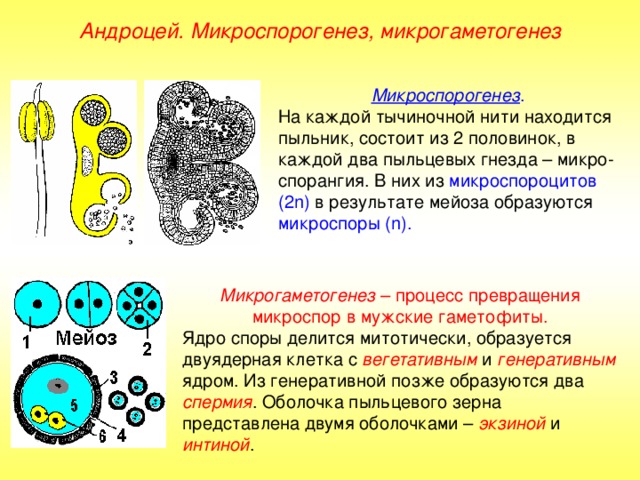 Андроцей. Микроспорогенез, микрогаметогенез Микроспорогенез . На каждой тычиночной нити находится пыльник, состоит из 2 половинок, в каждой два пыльцевых гнезда – микро-спорангия. В них из микроспороцитов  (2 n ) в результате мейоза образуются микроспоры ( n) . Микрогаметогенез – процесс превращения микроспор в мужские гаметофиты. Ядро споры делится митотически, образуется двуядерная клетка с вегетативным и генеративным ядром. Из генеративной позже образуются два спермия . Оболочка пыльцевого зерна представлена двумя оболочками – экзиной и интиной . 
