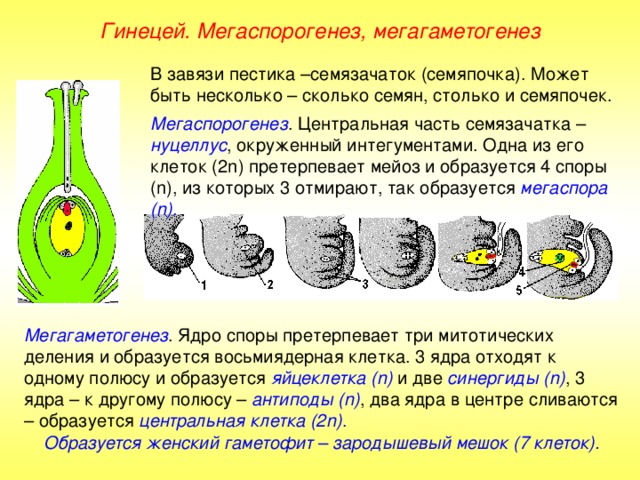 Гинецей. Мегаспорогенез, мегагаметогенез В завязи пестика –семязачаток (семяпочка). Может быть несколько – сколько семян, столько и семяпочек. Мегаспорогенез . Центральная часть семязачатка – нуцеллус , окруженный интегументами. Одна из его клеток (2 n ) претерпевает мейоз и образуется 4 споры ( n ), из которых 3 отмирают, так образуется мегаспора ( n) . Мегагаметогенез . Ядро споры претерпевает три митотических деления и образуется восьмиядерная клетка. 3 ядра отходят к одному полюсу и образуется яйцеклетка  ( n) и две синергиды (n) , 3 ядра – к другому полюсу – антиподы (n) , два ядра в центре сливаются – образуется центральная клетка (2 n ) . Образуется женский гаметофит – зародышевый мешок (7 клеток). 