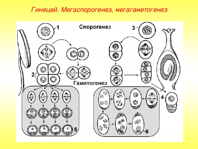 Гинецей. Мегаспорогенез, мегагаметогенез 