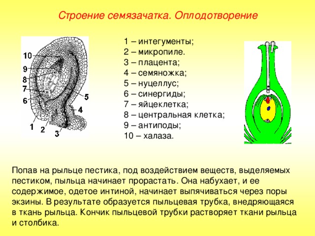 Строение семязачатка. Оплодотворение 1 – интегументы; 2 – микропиле. 3 – плацента; 4 – семяножка; 5 – нуцеллус; 6 – синергиды; 7 – яйцеклетка; 8 – центральная клетка; 9 – антиподы; 10 – халаза. Попав на рыльце пестика, под воздействием веществ, выделяемых пестиком, пыльца начинает прорастать. Она набухает, и ее содержимое, одетое интиной, начинает выпячиваться через поры экзины. В результате образуется пыльцевая трубка, внедряющаяся в ткань рыльца. Кончик пыльцевой трубки растворяет ткани рыльца и столбика. 
