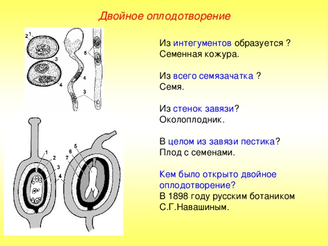 Двойное оплодотворение Из интегументов образуется ? Семенная кожура. Из всего семязачатка ? Семя. Из стенок завязи ? Околоплодник. В целом из завязи пестика ? Плод с семенами. Кем было открыто двойное оплодотворение? В 1898 году русским ботаником С.Г.Навашиным. 