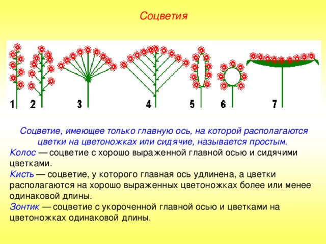 Соцветия Соцветие, имеющее только главную ось, на которой располагаются цветки на цветоножках или сидячие, называется простым. Колос — соцветие с хорошо выраженной главной осью и сидячими цветками. Кисть — соцветие, у которого главная ось удлинена, а цветки располагаются на хорошо выраженных цветоножках более или менее одинаковой длины. Зонтик — соцветие с укороченной главной осью и цветками на цветоножках одинаковой длины. 
