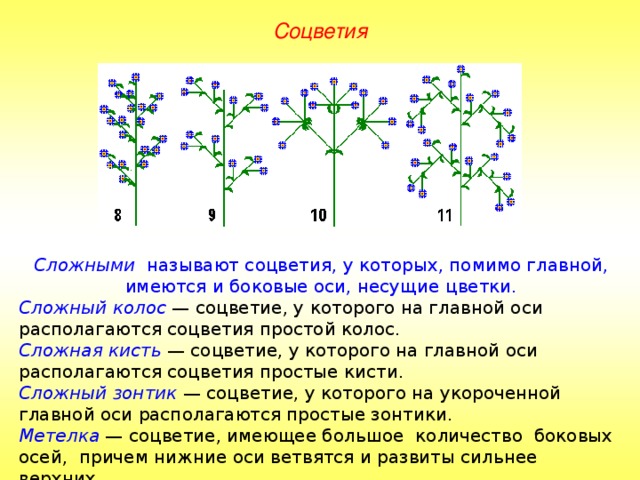 Соцветия Сложными называют соцветия, у которых, помимо главной, имеются и боковые оси, несущие цветки. Сложный колос — соцветие, у которого на главной оси располагаются соцветия простой колос. Сложная кисть — соцветие, у которого на главной оси располагаются соцветия простые кисти. Сложный зонтик — соцветие, у которого на укороченной главной оси располагаются простые зонтики. Метелка  — соцветие, имеющее большое количество боковых осей, причем нижние оси ветвятся и развиты сильнее верхних. 