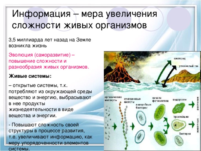 Информация – мера увеличения сложности живых организмов 3,5 миллиарда лет назад на Земле возникла жизнь Эволюция (саморазвитие) – повышение сложности и разнообразия живых организмов. Живые системы: – открытые системы, т.к. потребляют из окружающей среды вещество и энергию, выбрасывают в нее продукты жизнедеятельности в виде вещества и энергии. - Повышают сложность своей структуры в процессе развития, т.е. увеличивают информацию, как меру упорядоченности элементов системы. 