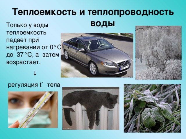 Теплоемкость и теплопроводность  воды Только у воды теплоемкость падает при нагревании от 0 ° С до 37 ° С, а затем возрастает. ↓  регуляция t˚  тела 