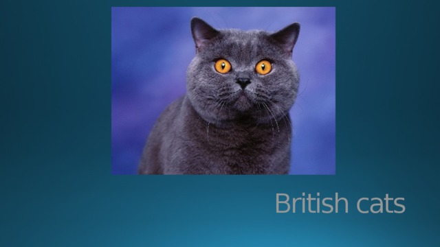 British cats 