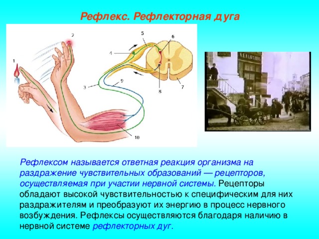 Рефлекс. Рефлекторная дуга Рефлексом называется ответная реакция организма на раздражение чувствительных образований — рецепторов, осуществляемая при участии нервной системы. Рецепторы обладают высокой чувствительностью к специфическим для них раздражителям и преобразуют их энергию в процесс нервного возбуждения. Рефлексы осуществляются благодаря наличию в нервной системе рефлекторных дуг.