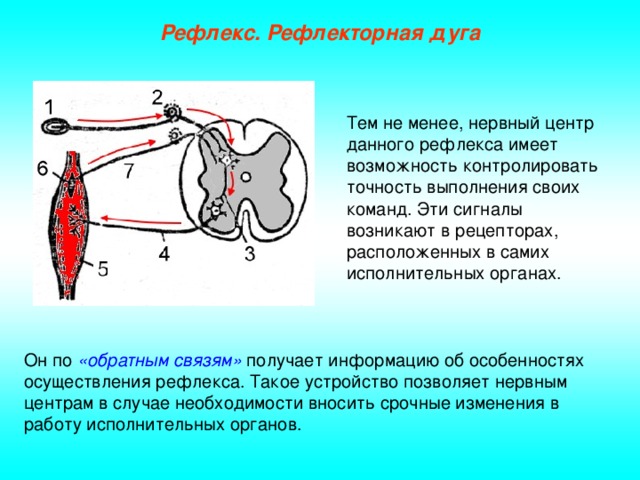 Рефлекс. Рефлекторная дуга Тем не менее, нервный центр данного рефлекса имеет возможность контролировать точность выполнения своих команд. Эти сигналы возникают в рецепторах, расположенных в самих исполнительных органах. Он по «обратным связям» получает информацию об особенностях осуществления рефлекса. Такое устройство позволяет нервным центрам в случае необходимости вносить срочные изменения в работу исполнительных органов.