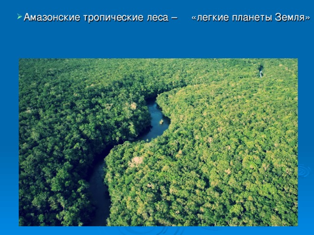Амазонские тропические леса – «легкие планеты Земля»      