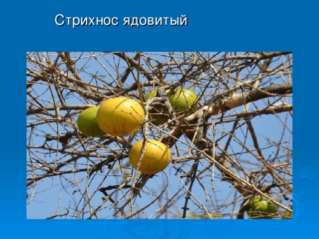 Стрихнос ядовитый 