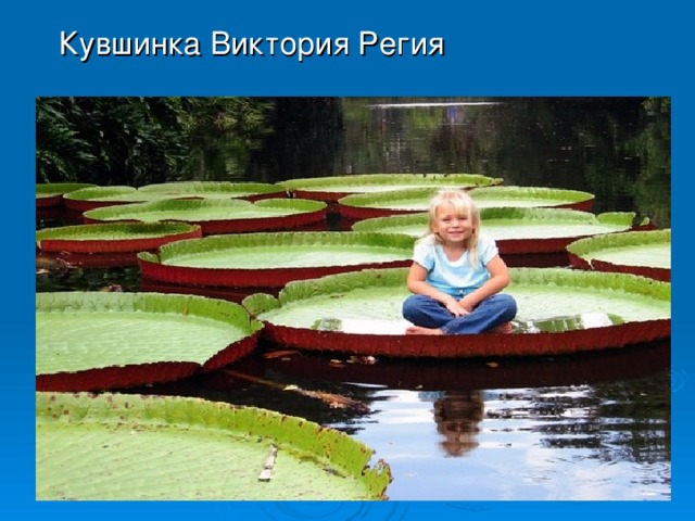Кувшинка Виктория Регия 