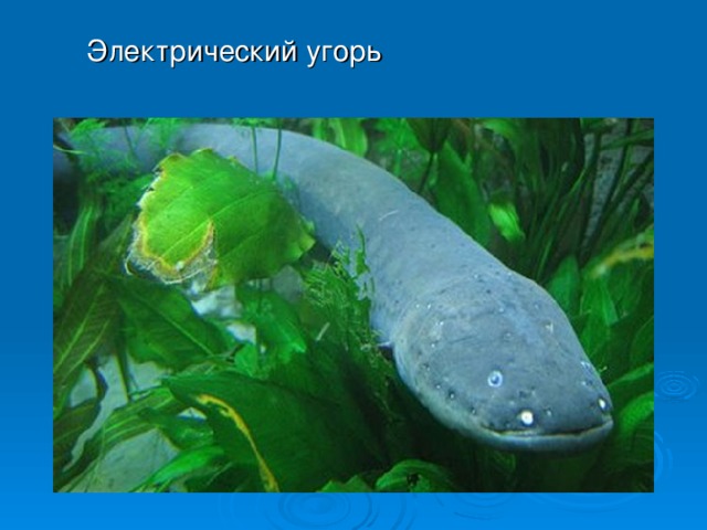 Электрический угорь Электрический угорь Электрический угорь Электрический угорь 