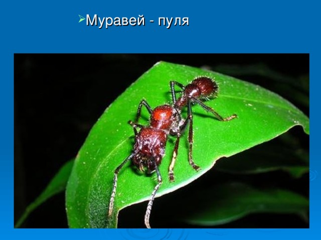 Муравей - пуля      