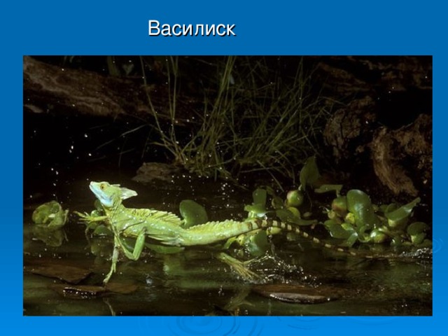 Василиск 