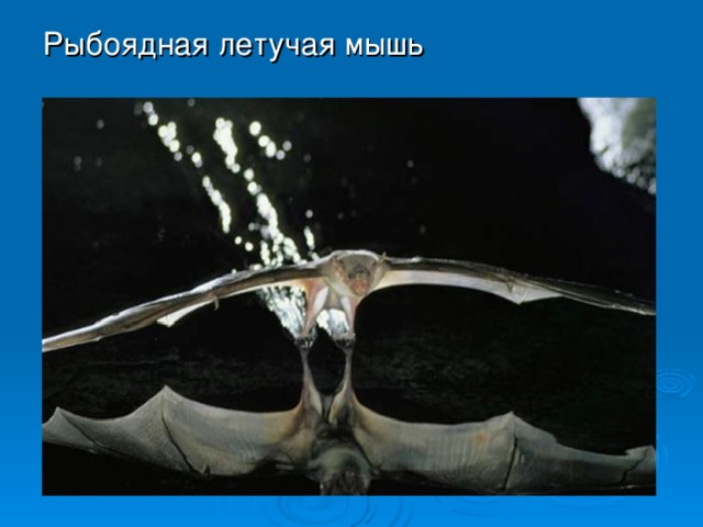 Рыбоядная летучая мышь 