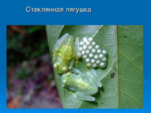 Стеклянная лягушка 